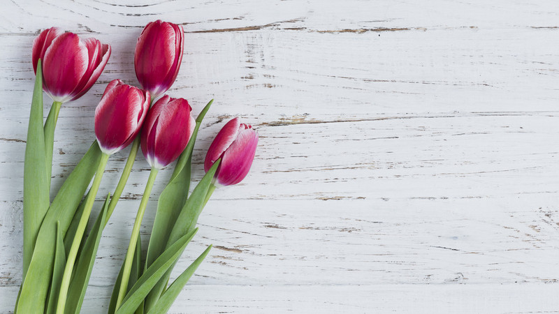 Tulpen auf Holzoptik