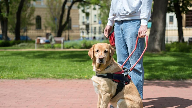 Ein Blindenführhund sitzt mit Geschirr auf der Straße