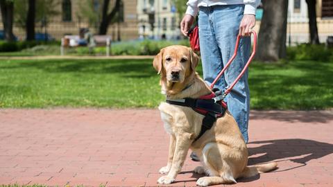 Eine Person steht mit einem Blindenführhund mit Geschirr auf einem Weg
