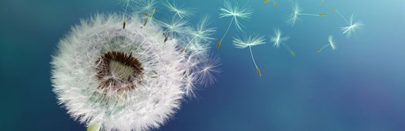 Pusteblume mit fliegenden Samen